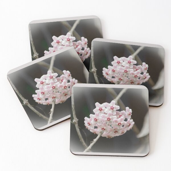 Item preview, Star-Upon-Star II (Hoya carnosa) designed and sold by Kerryn Madsen-Pietsch.