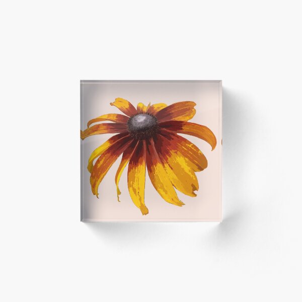 Black-Eyed Susan - Pale Pink Acrylic Block