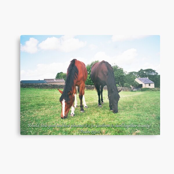 Horse Friends Psalm 133:1 Metal Print