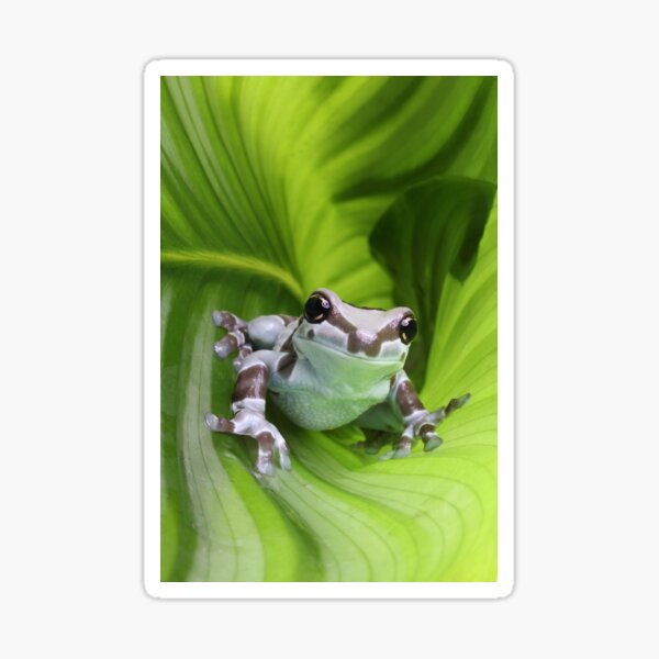 Amazon milk frog in curled leaf Sticker