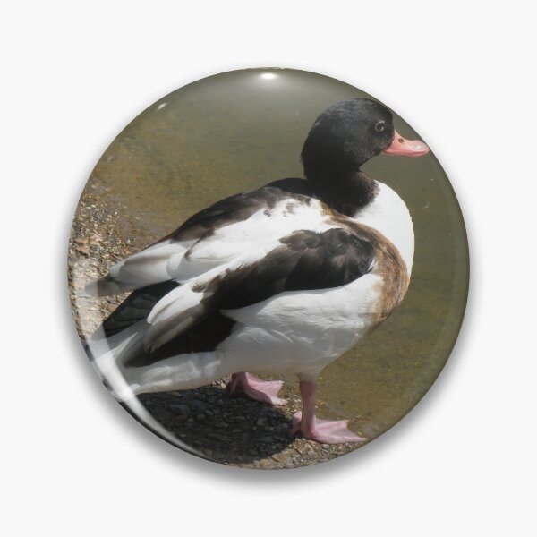 Item preview, Shelduck on the side of a lake Photograph designed and sold by naturegallery.
