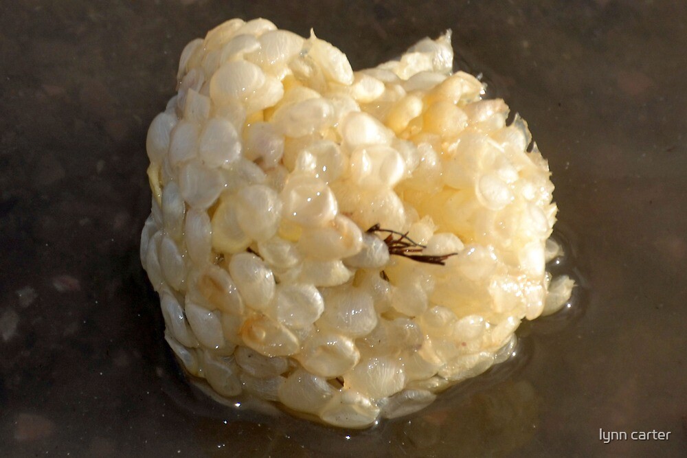 "Whelk Egg Sacs" by lynn carter Redbubble