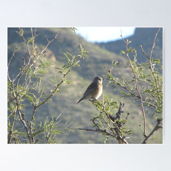 Item preview, Western Bluebird in Mesquite Tree designed and sold by Ingasi.