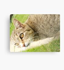Graceful Kitty Metal Print