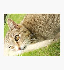 Graceful Kitty Photographic Print