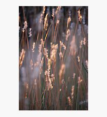 Glows Photographic Print