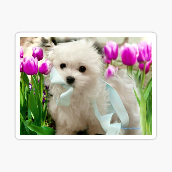 Hermes the Maltese Sticker