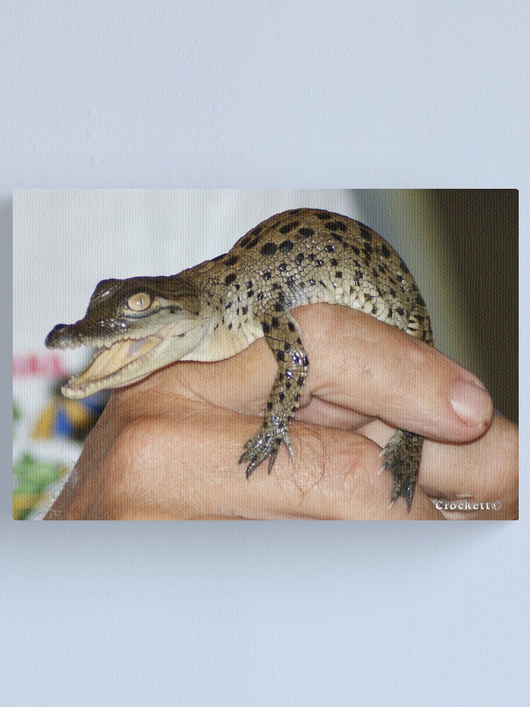 Impression Sur Toile Baby Crocodile Hatchling 5 Par Gotcha29 Redbubble