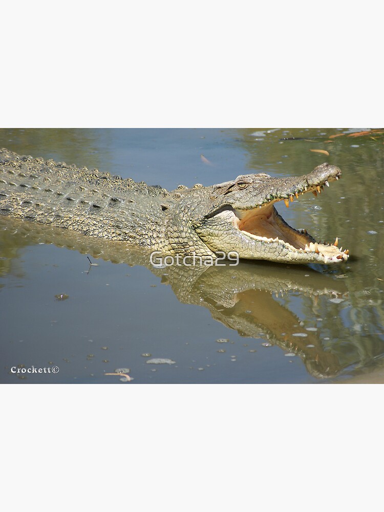 Coloriage Crocodile d'eau Salée - télécharger et imprimer gratuit