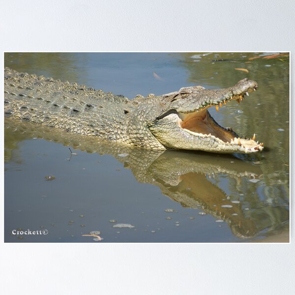 Crocodile Darwin, Crocodile Leather Products, Taxidermy