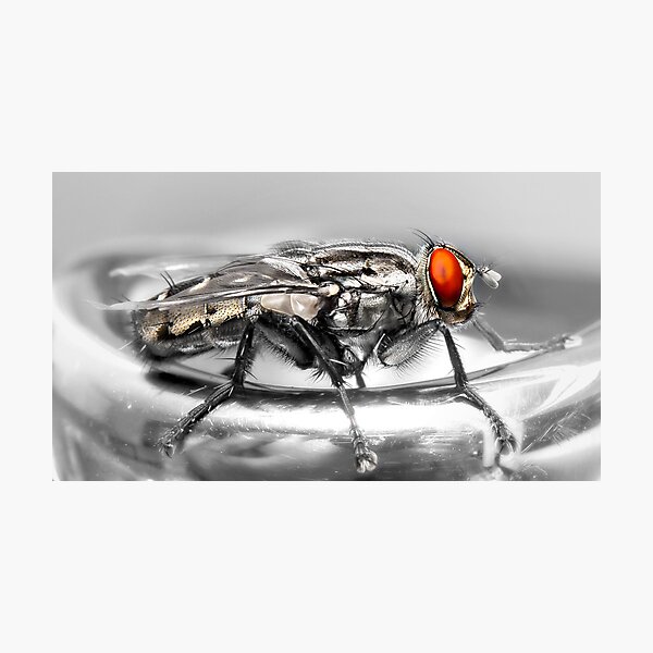 Item preview, Silver fly 01 designed and sold by kevin Chippindall.