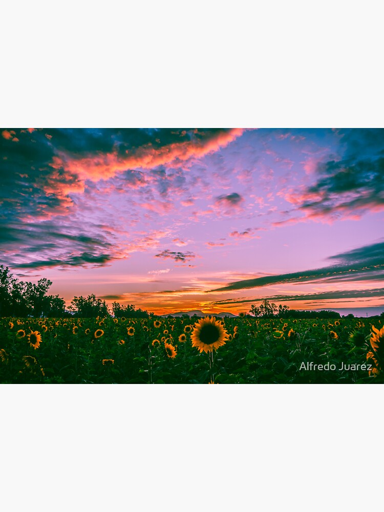 Sunflowers at sunset by pyr0