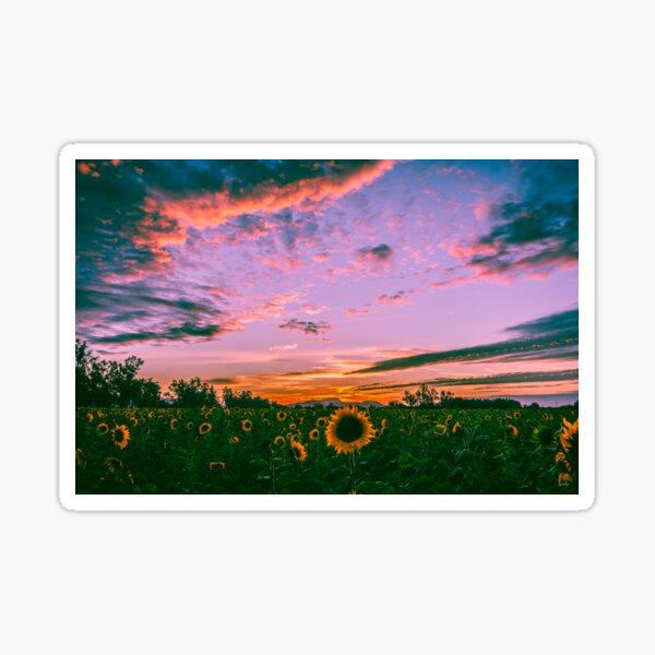 Sunflowers at sunset Sticker