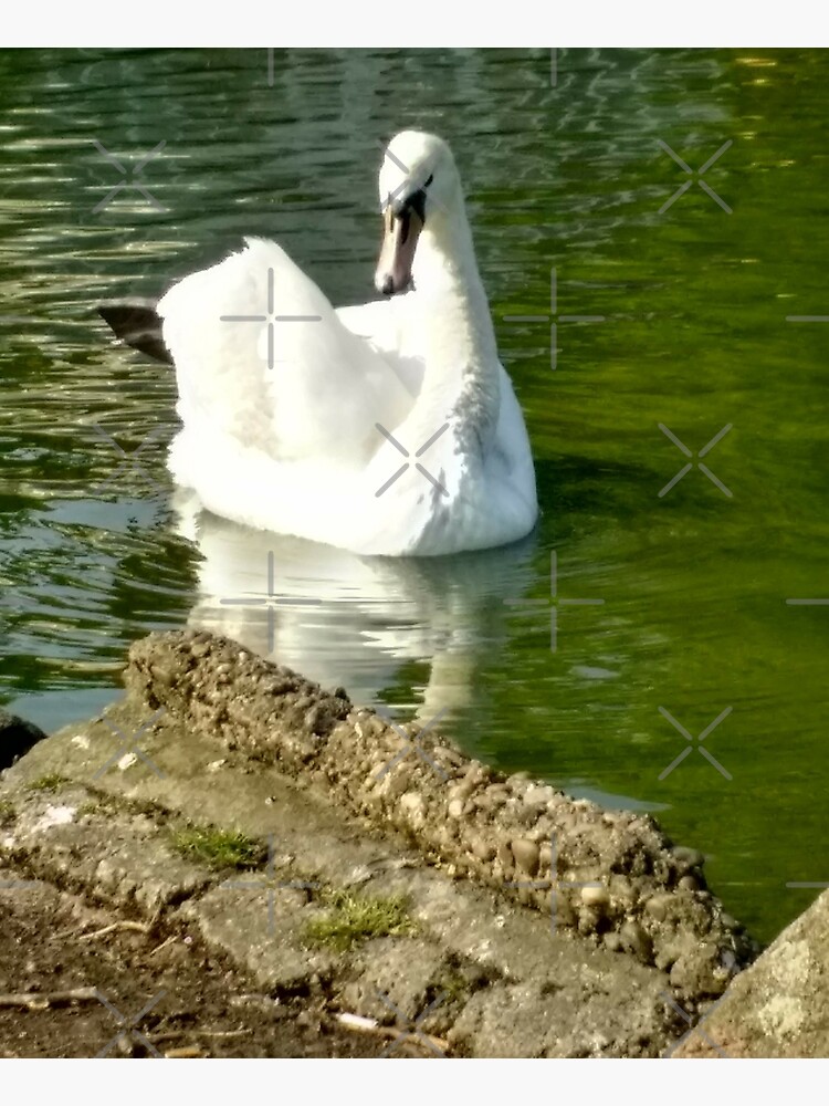 M.I. #48 |☼| Swan - Shot 6 (Pearson Park) by Naean