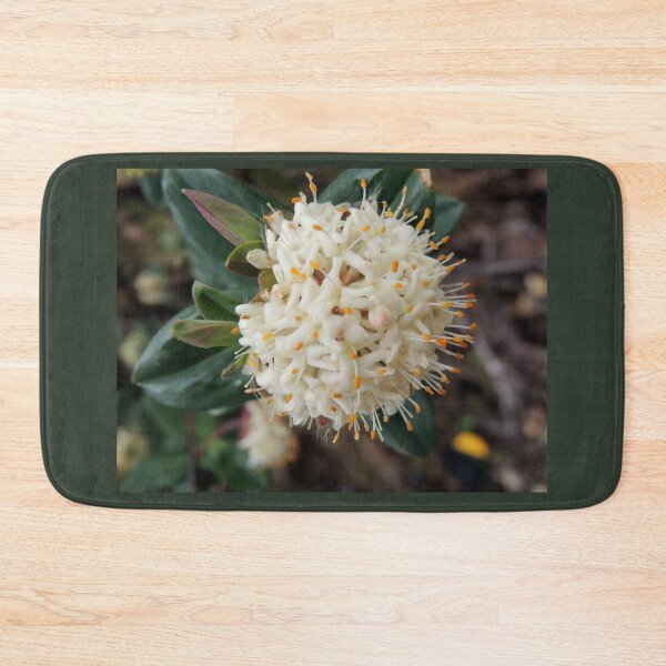 Item preview, Pimelea ligustrina ciliata, The Horn, Mount Buffalo,Victoria, Australia designed and sold by kaysharp.