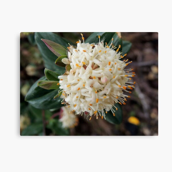Item preview, Pimelea ligustrina ciliata, The Horn, Mount Buffalo,Victoria, Australia designed and sold by kaysharp.