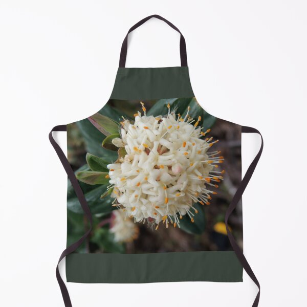 Item preview, Pimelea ligustrina ciliata, The Horn, Mount Buffalo,Victoria, Australia designed and sold by kaysharp.