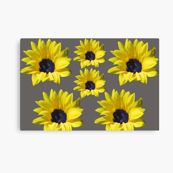 Sunflowers On Grey Canvas Print