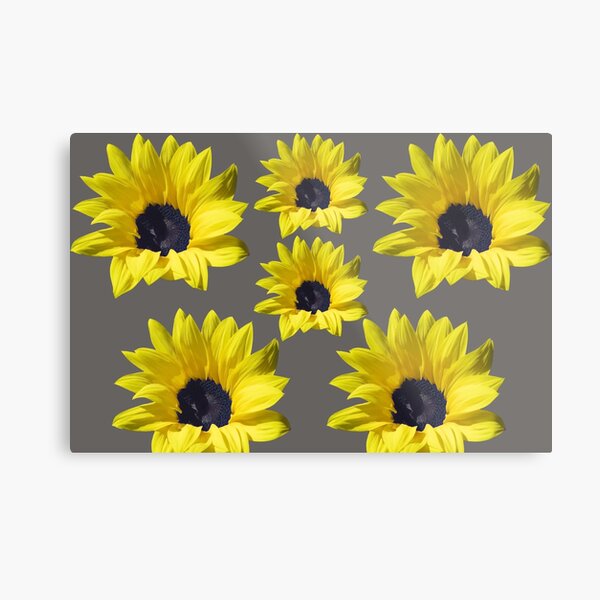 Sunflowers On Grey Metal Print