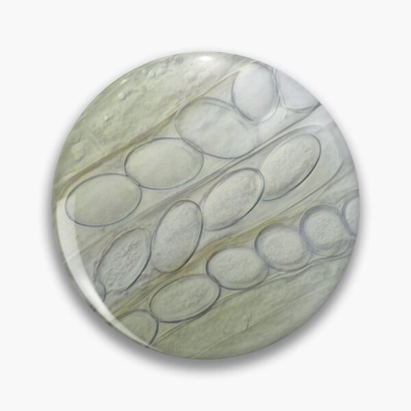 Item preview, Ascospores under the microscope designed and sold by SDym Photography.