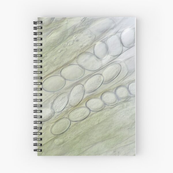 Item preview, Ascospores under the microscope designed and sold by SDym Photography.