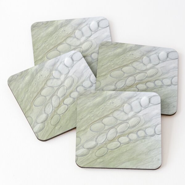 Item preview, Ascospores under the microscope designed and sold by SDym Photography.