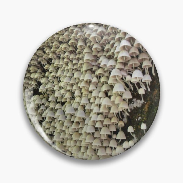 Item preview, A Multitude of Mycena Toadstools, Minnamurra, Australia. designed and sold by kaysharp.