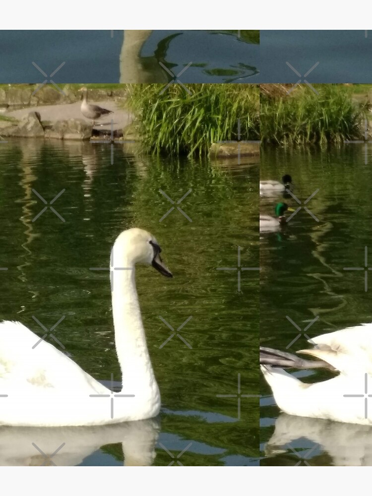M.I. #63 |☼| Swan - Shot 21 (Pearson Park) by Naean