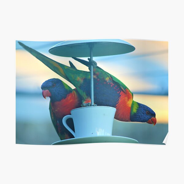 Pair of Rainbow Lorikeets Poster
