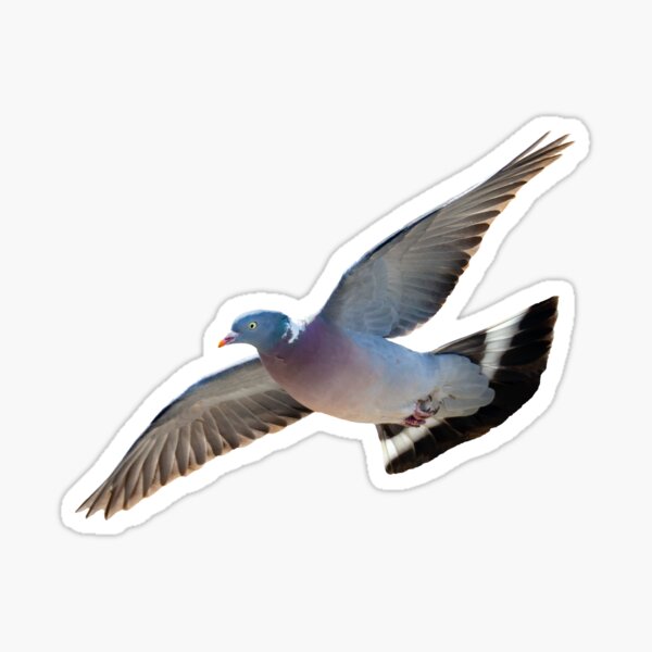 Item preview, Woodpigeon in flight designed and sold by OwlOccasions.