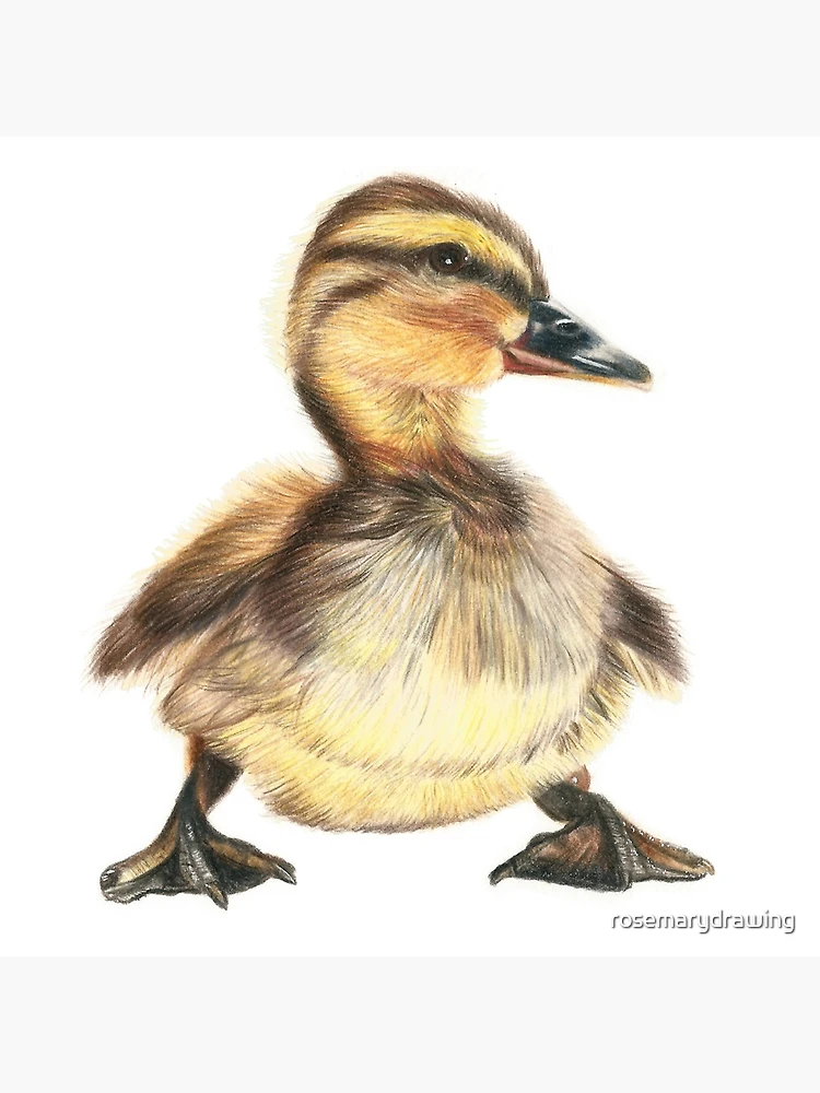 Pencil drawing easy | how to draw a duck - YouTube