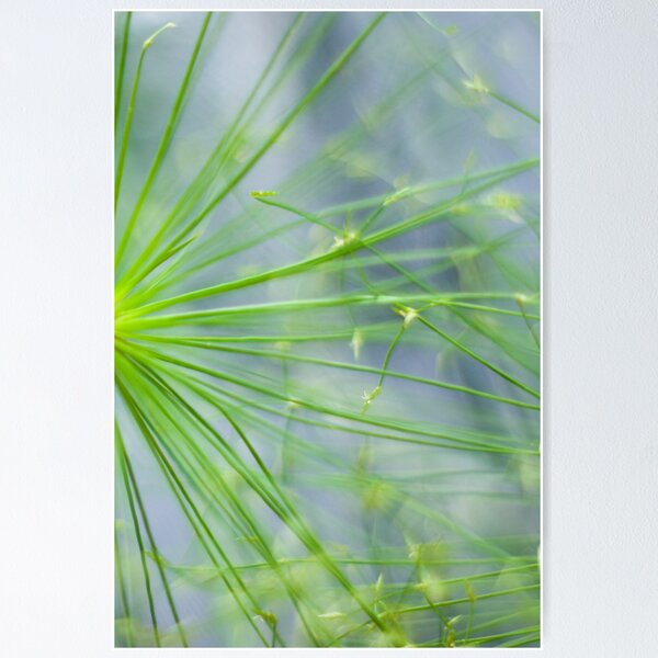 Item preview, Criss-Cross Maze (Dwarf Papyrus) designed and sold by Kerryn Madsen-Pietsch.