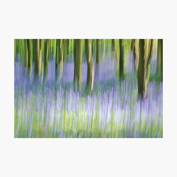 Item preview, Bluebells in the woods (ICM) designed and sold by Barry Russell.