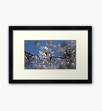 Cherry Blossom Framed Print