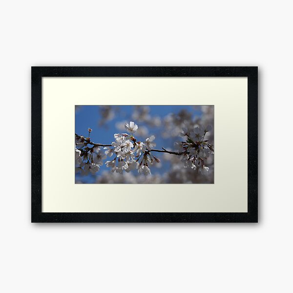 Cherry Blossom Framed Art Print