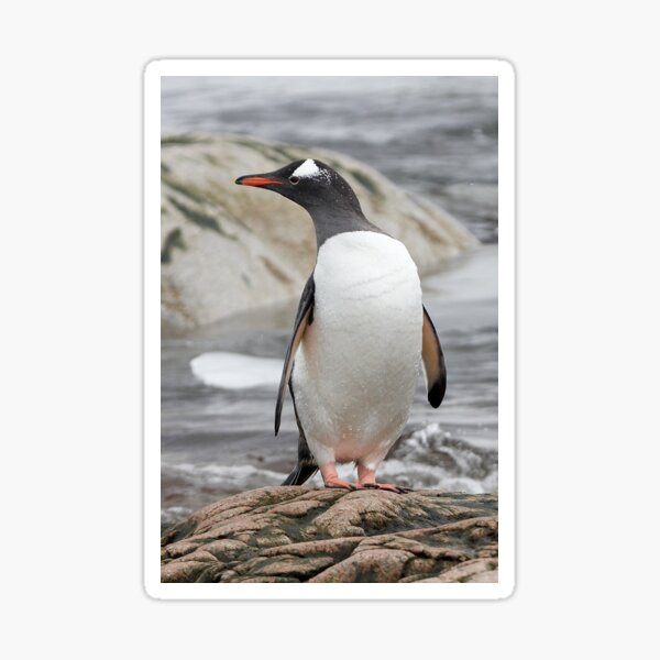 Item preview, Gentoo Penguin designed and sold by Robert Elliott.