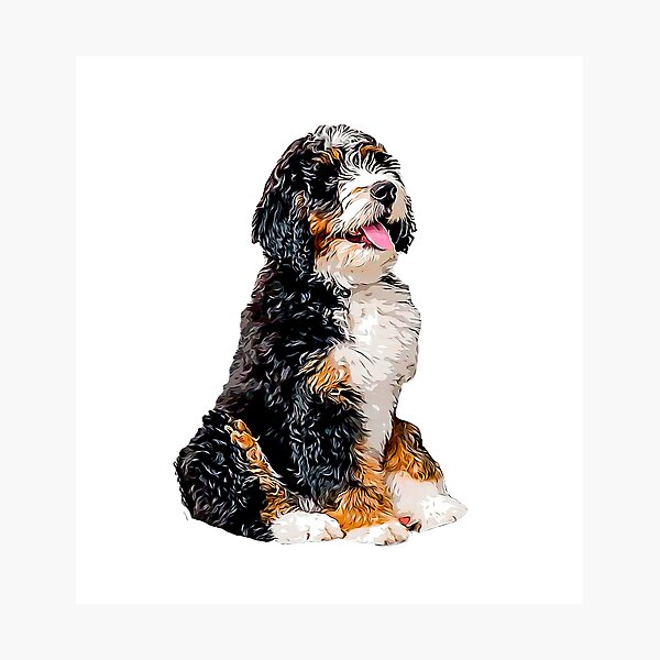 "Bernedoodle Cute Puppy Dog" Photographic Print by Elarex Redbubble