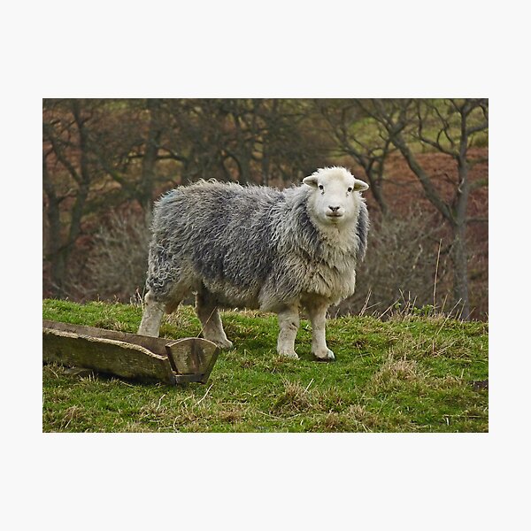 Herdwick I Photographic Print
