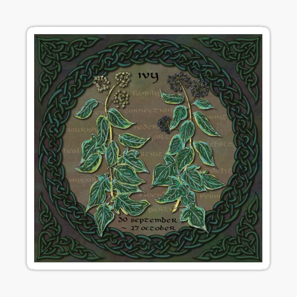 Celtic Tree Calendar Ivy Sticker