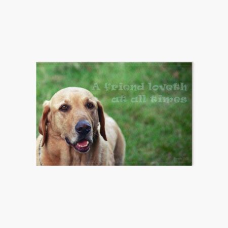 Labrador Dog Scripture Art Proverbs 17:17 Art Board Print