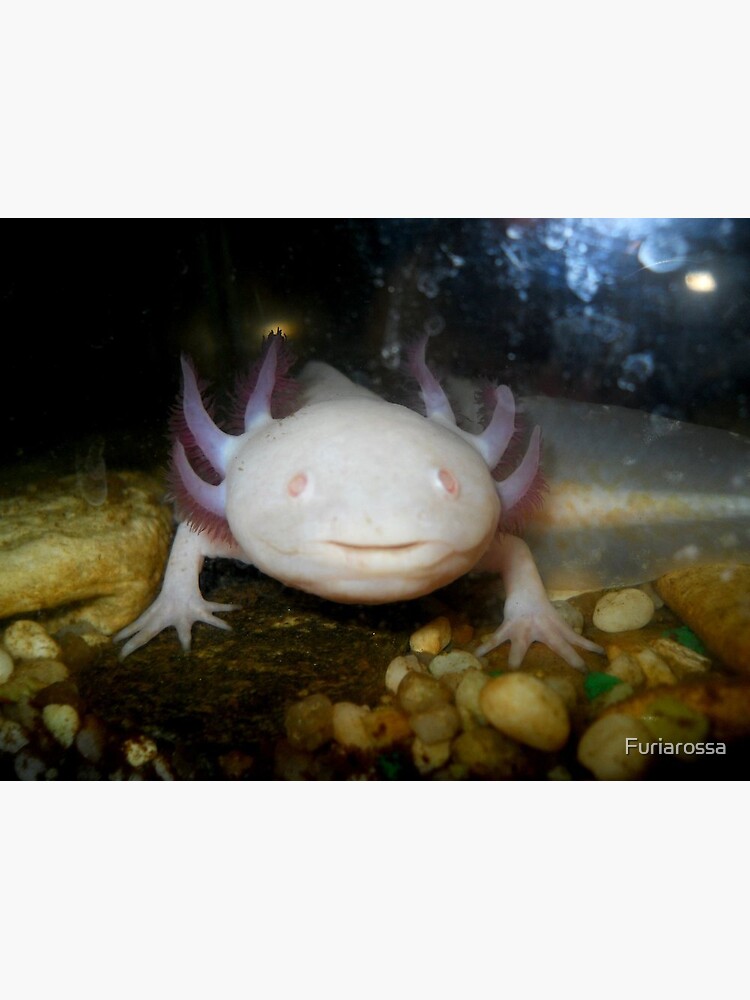 Albino Axolotl Postcard By Furiarossa Redbubble