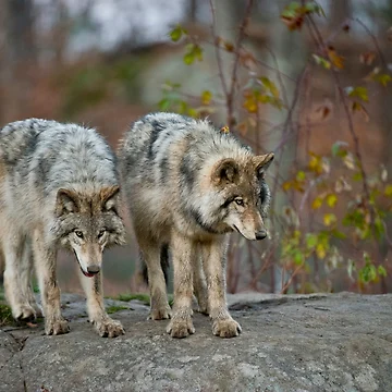 Imagen de la obra Timber Wolves de WolvesOnly