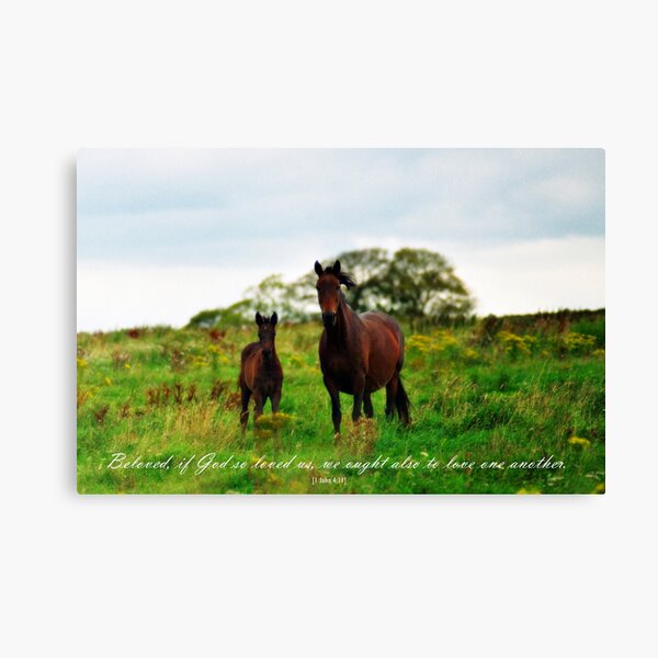 Mare and Foal Scripture Art Photography Love One Another Canvas Print