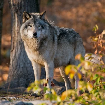 Vorschaubild zum Design Timber Wolf von WolvesOnly