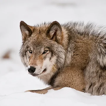 Vorschaubild zum Design Timber Wolf von WolvesOnly