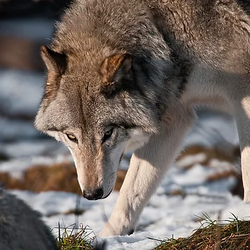 Vorschaubild zum Design Timber Wolf von WolvesOnly