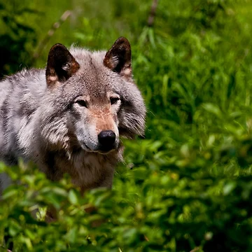 Vorschaubild zum Design Timber Wolf von WolvesOnly