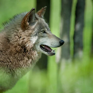 Vorschaubild zum Design Timber Wolf von WolvesOnly