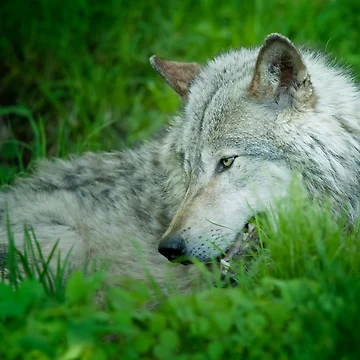 Vorschaubild zum Design Timber Wolf von WolvesOnly