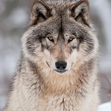 Vorschaubild zum Design Timber Wolf von WolvesOnly